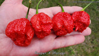 Reaper x Moruga - Pepper Seeds - White Hot Peppers